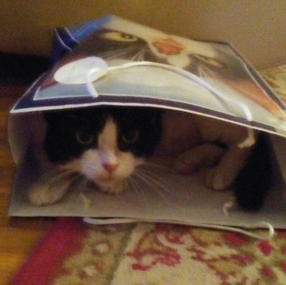 PET FRIENDLY - Picture 4 of 8